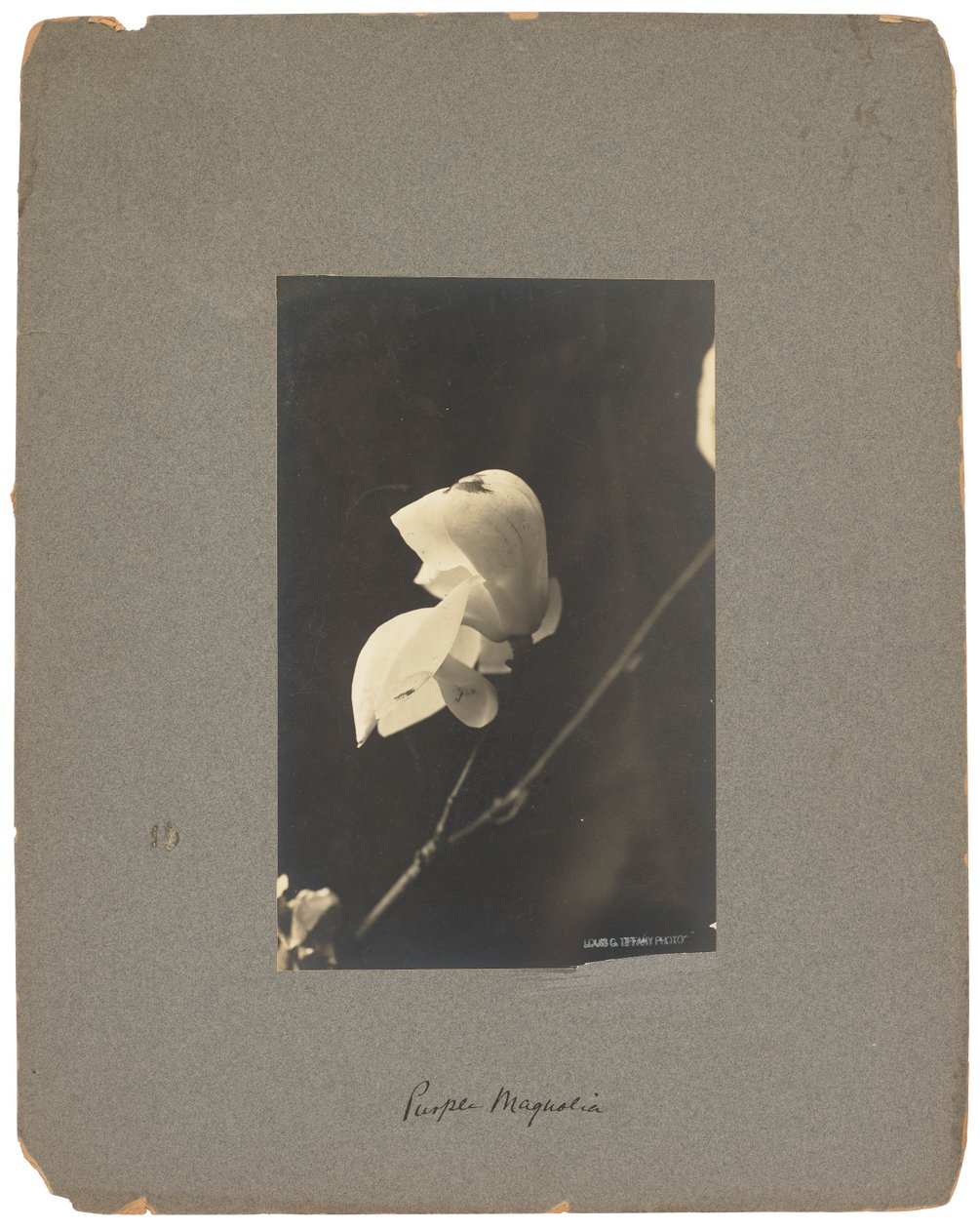 Tiffany Studios, c.1898-1920 by Louis Comfort Tiffany