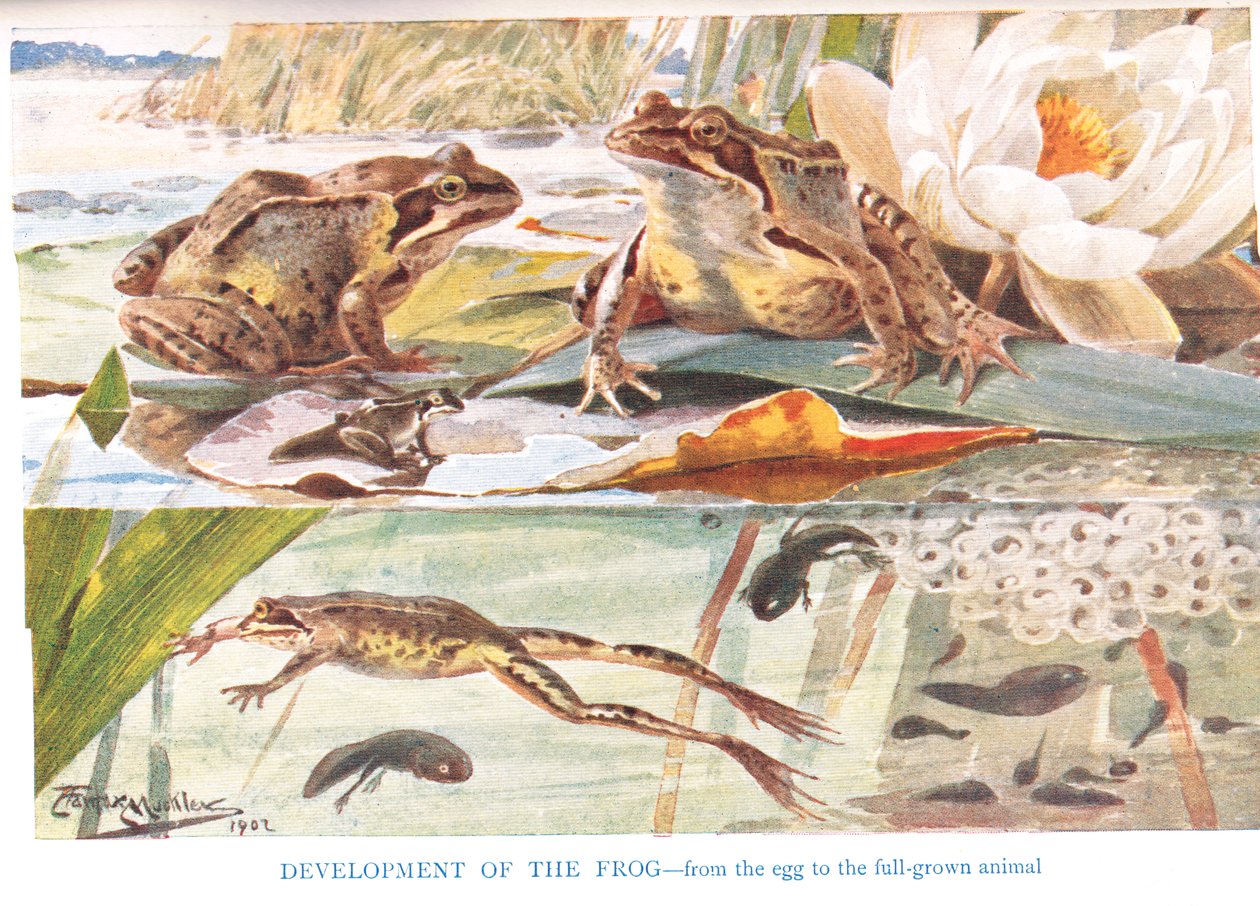Development of the Frog, illustration from 