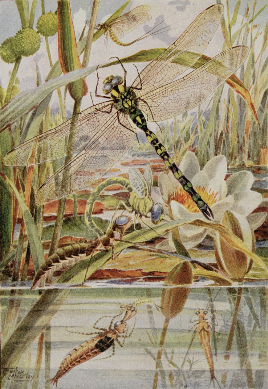 Dragonfly and Mayfly, Illustration from 