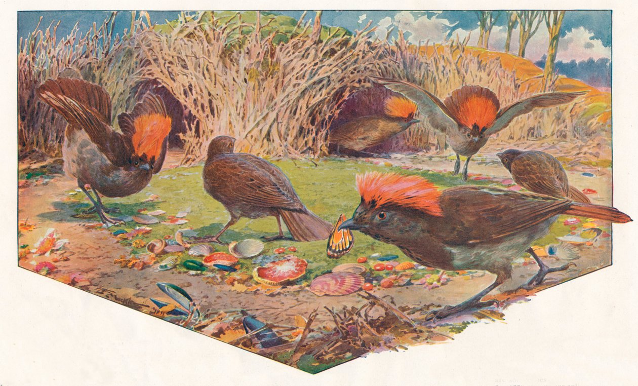 Gardener Bower Birds by Louis Fairfax Muckley