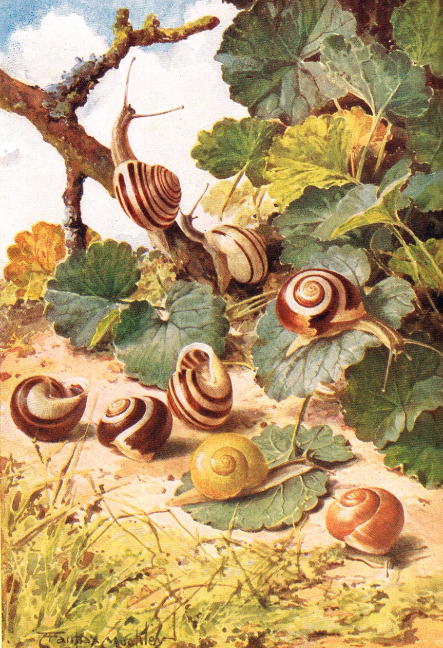 Land Snails, illustration from 