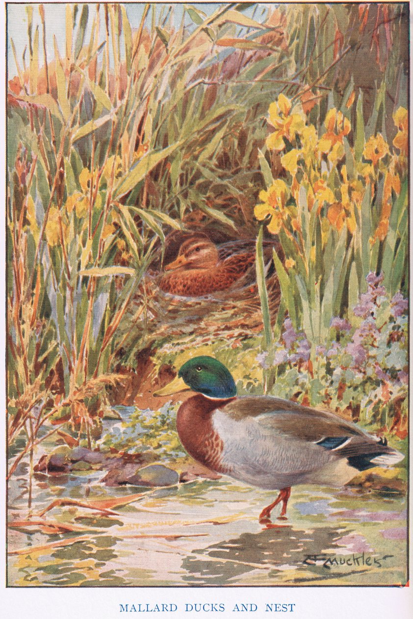 Mallard Ducks and Nest, illustration from 
