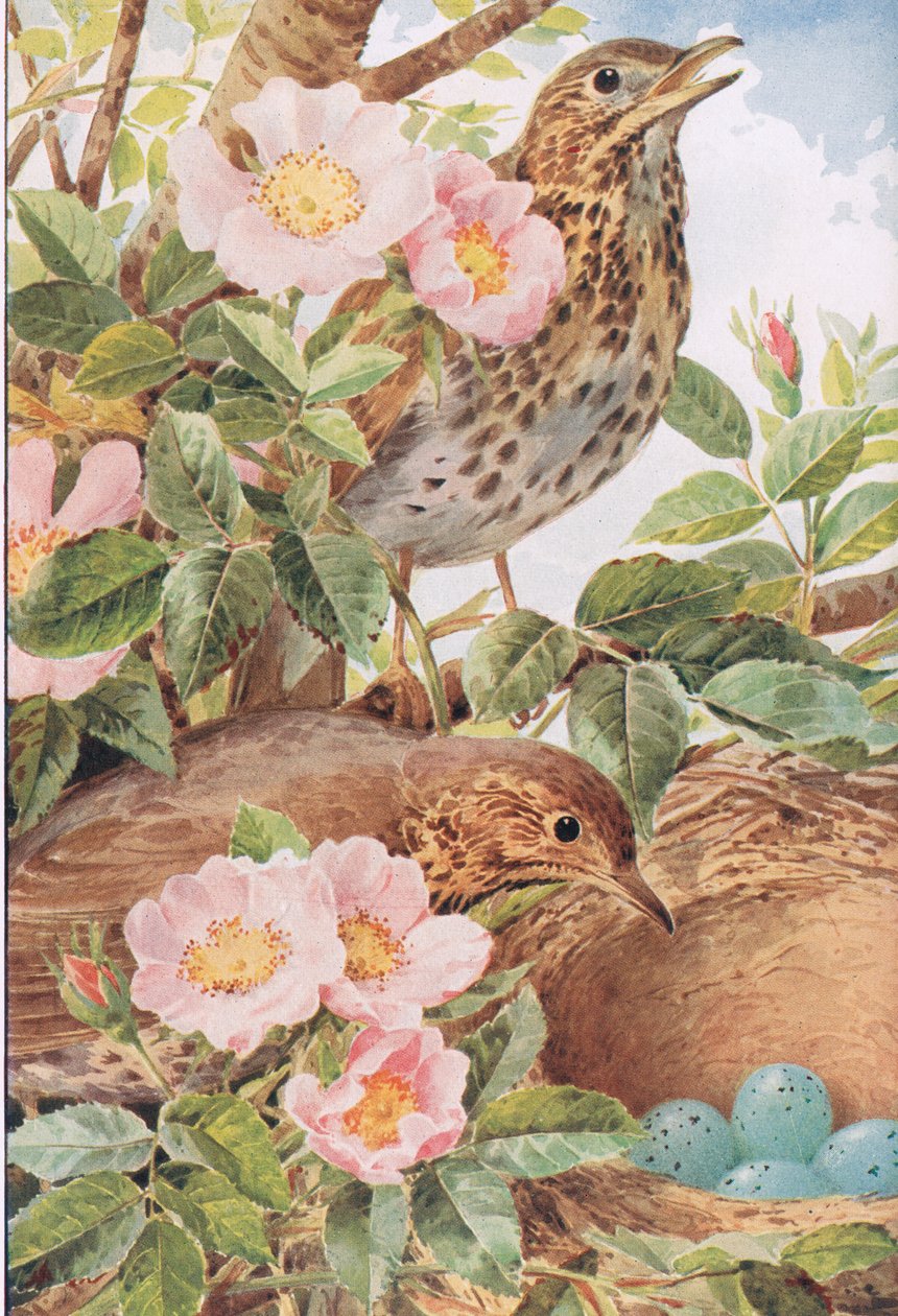 Song Thrushes with Nest, illustration from 