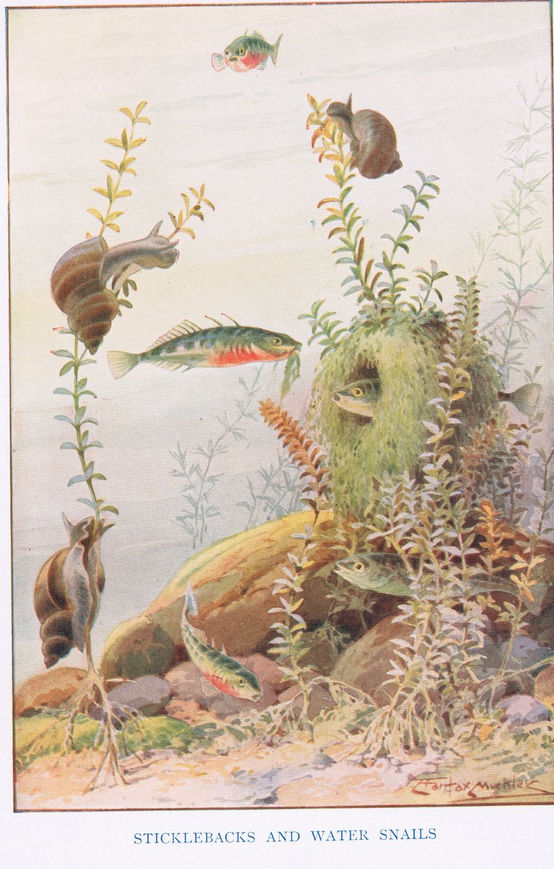 Sticklebacks and Water Snails, illustration from 