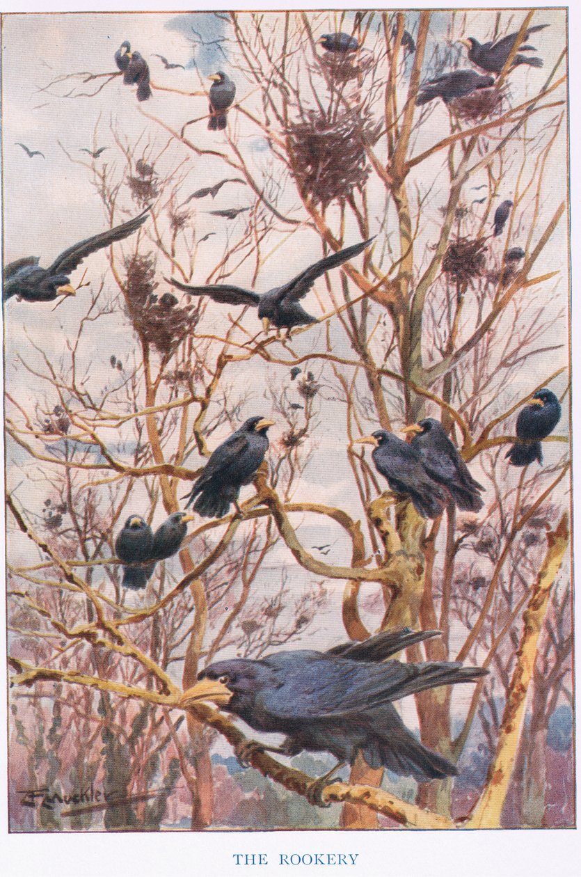 The Rookery, illustration from 