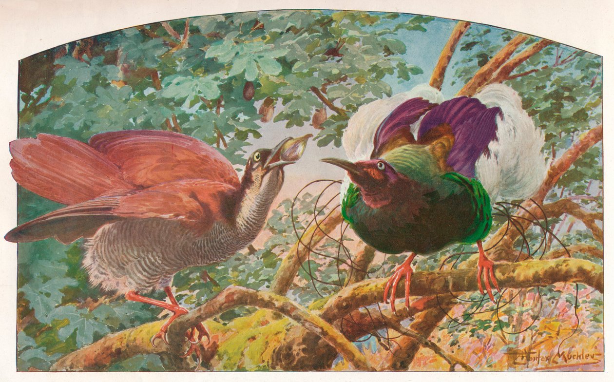 Twelve-wired Birds of Paradise by Louis Fairfax Muckley