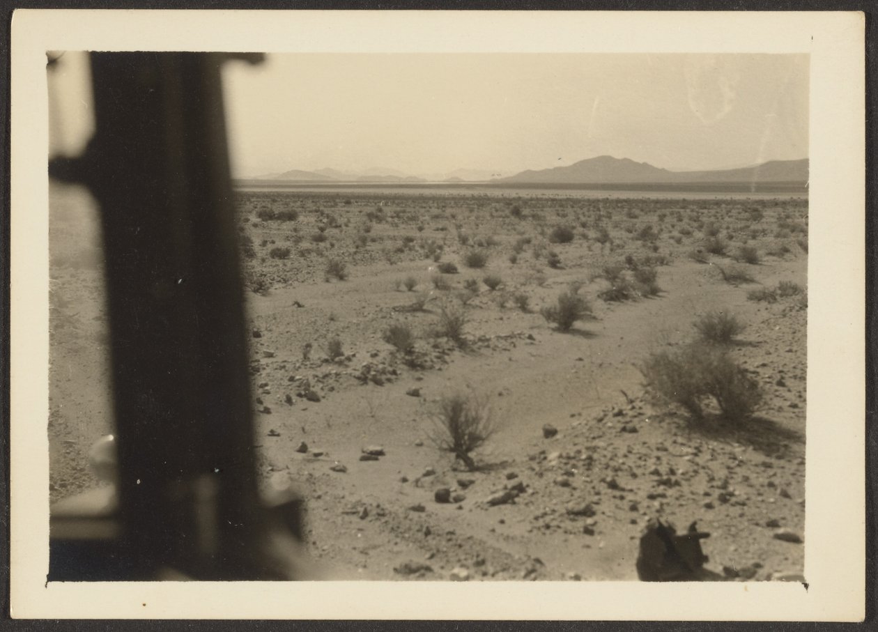 Amargosa Desert Plants by Louis Fleckenstein