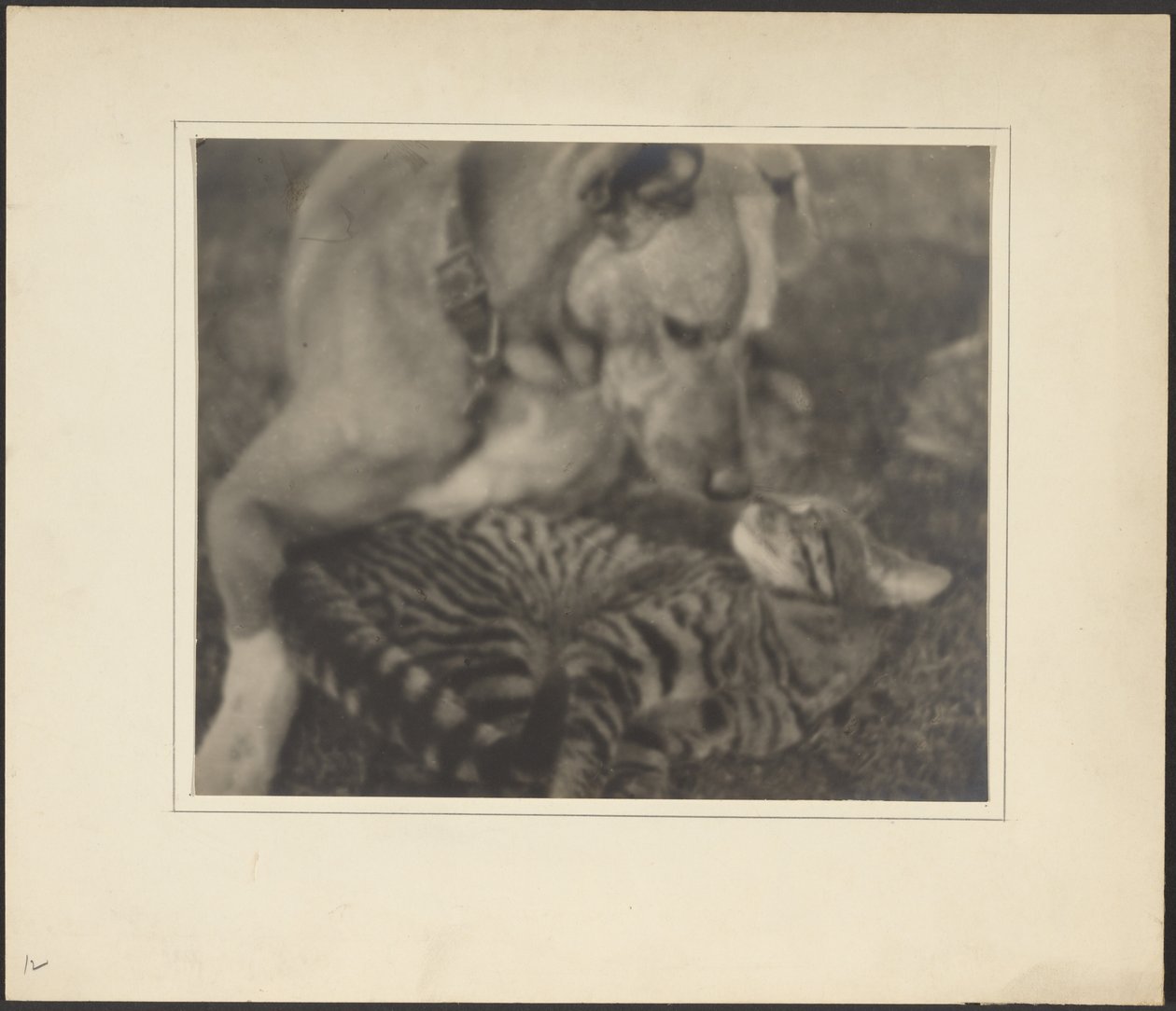 Cat and Dog by Louis Fleckenstein