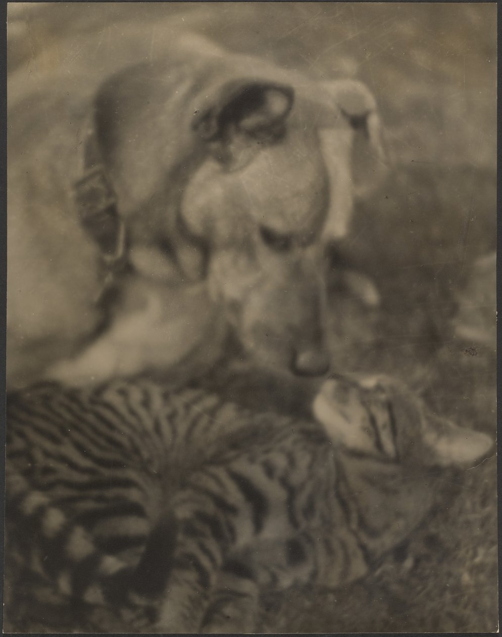 Cat and Dog by Louis Fleckenstein