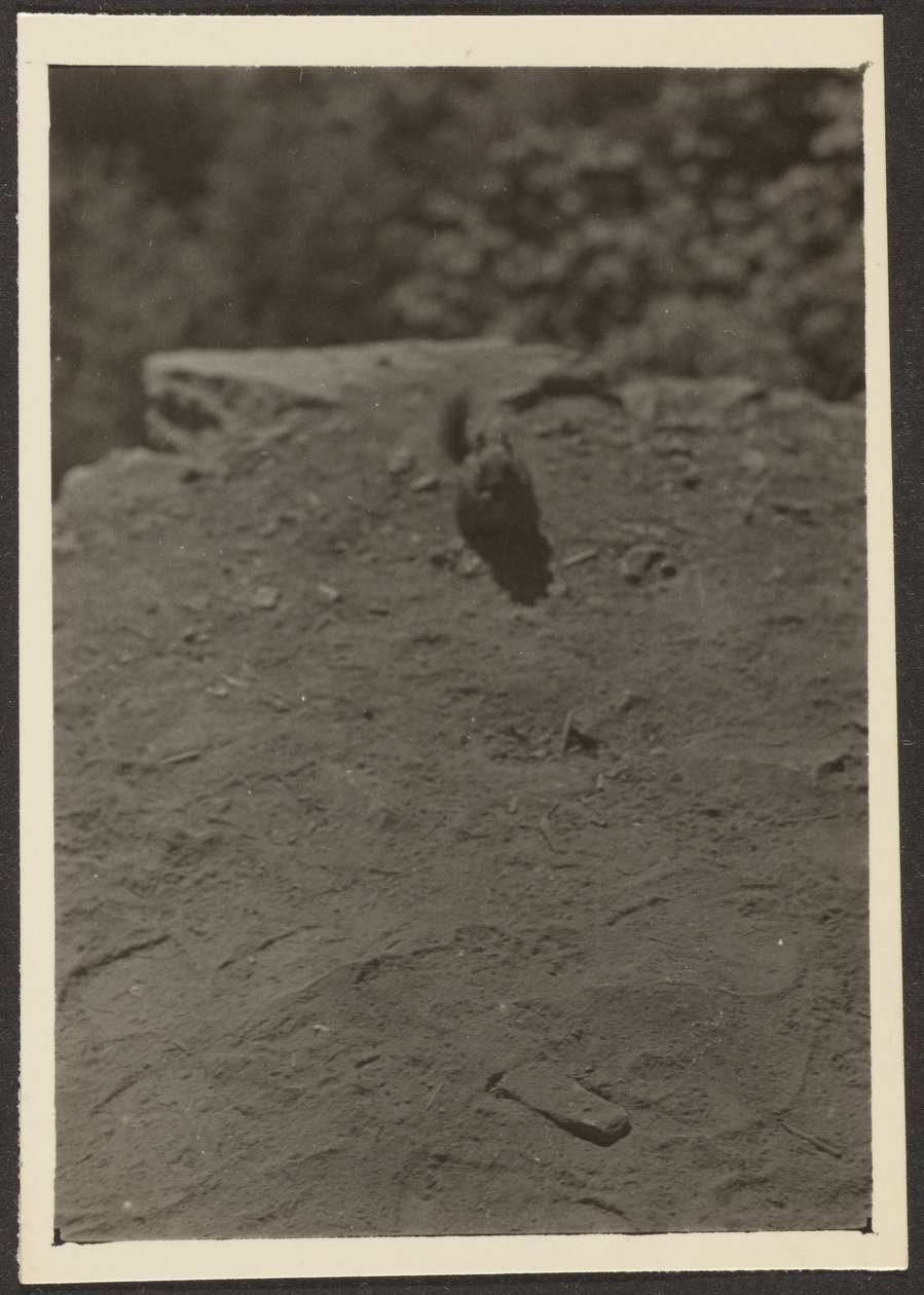 Chipmunk on Trail by Louis Fleckenstein