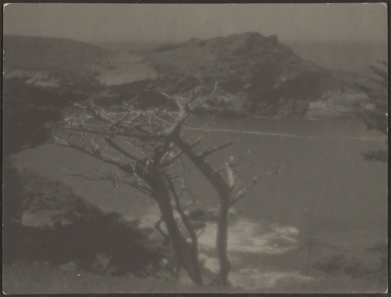 Cypress on Coast by Louis Fleckenstein