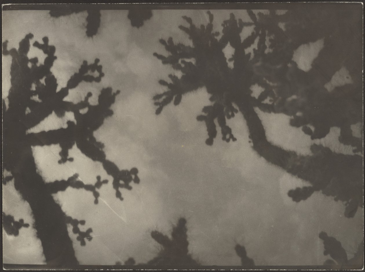 Joshua Trees by Louis Fleckenstein