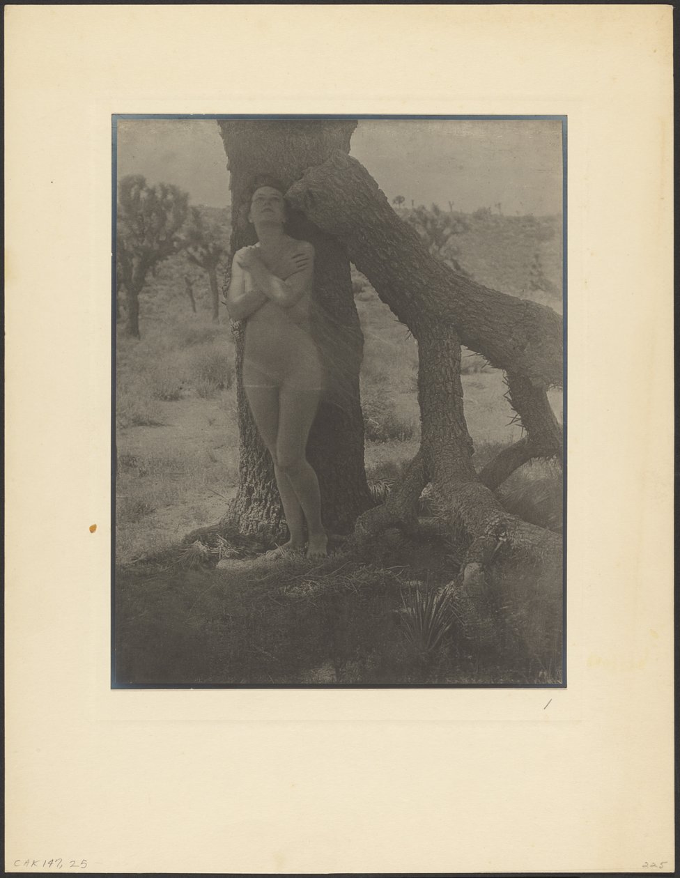 Spirit of the Joshua by Louis Fleckenstein