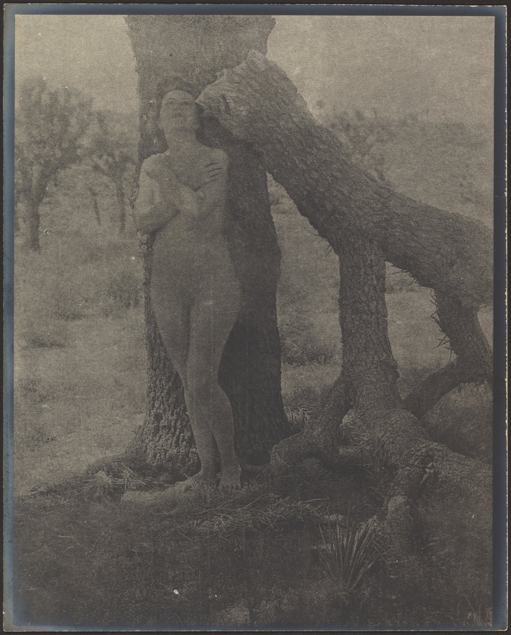 Spirit of the Joshua by Louis Fleckenstein