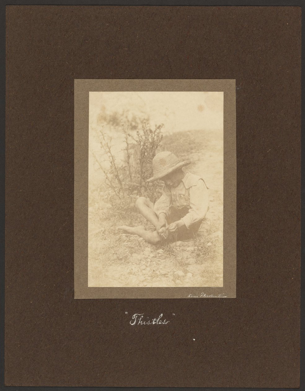 Thistles by Louis Fleckenstein
