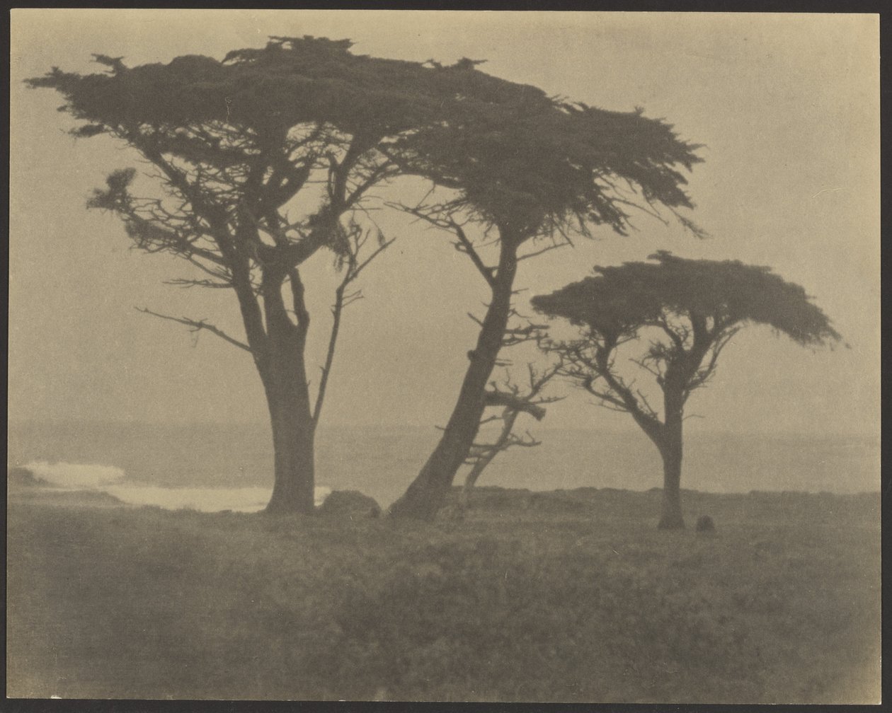 Trees Along Coast by Louis Fleckenstein