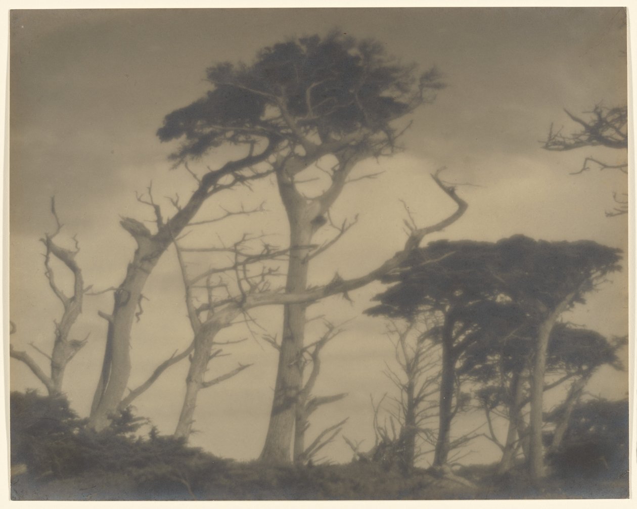 Twin Brothers - Carmel by Louis Fleckenstein