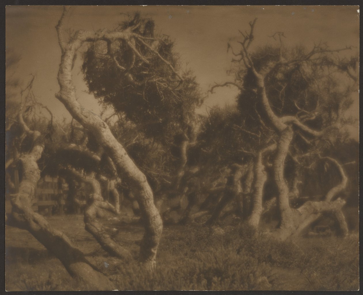 [Twisted Trees] by Louis Fleckenstein