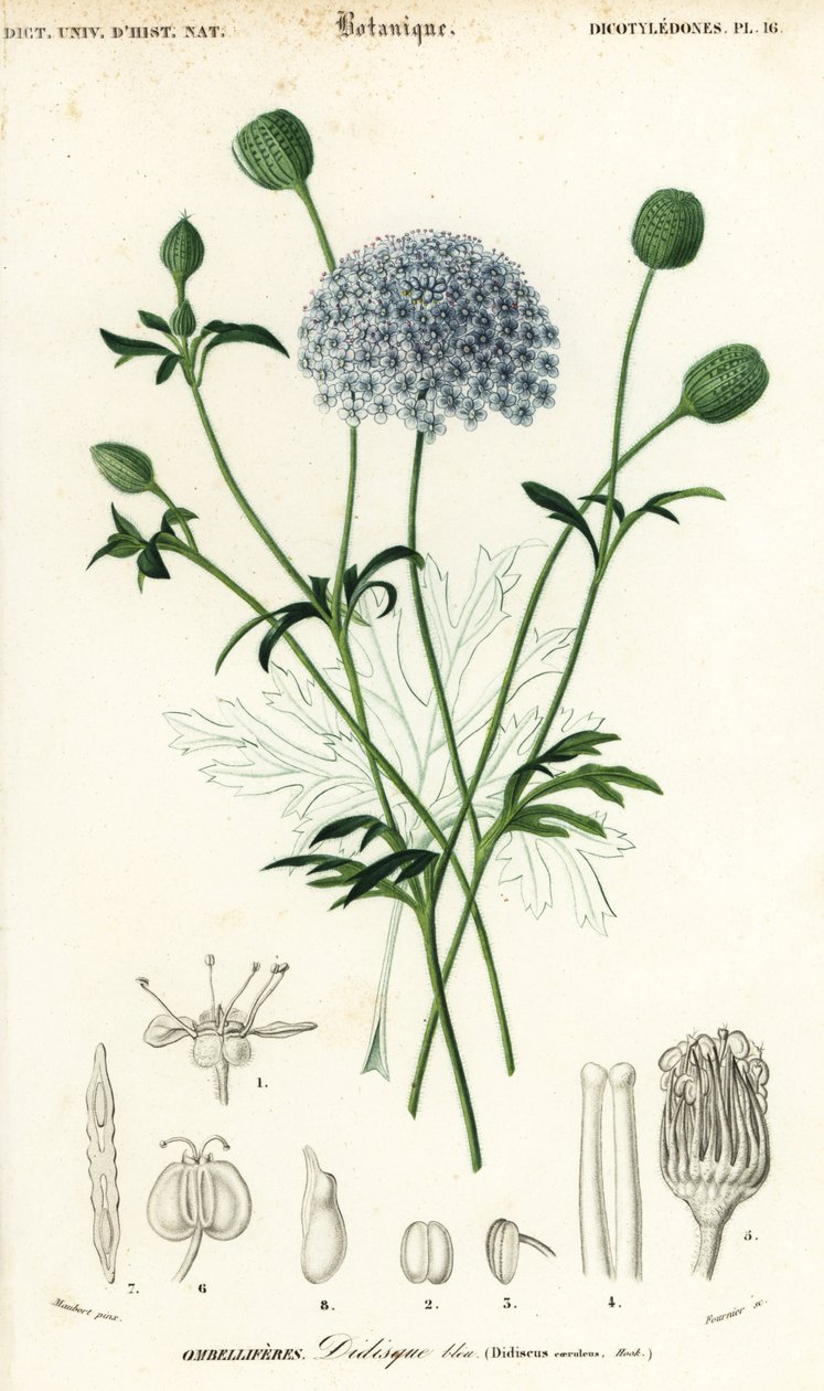 Blue lace flower, Trachymene coerulea (1849) by Louis Joseph Edouard Maubert