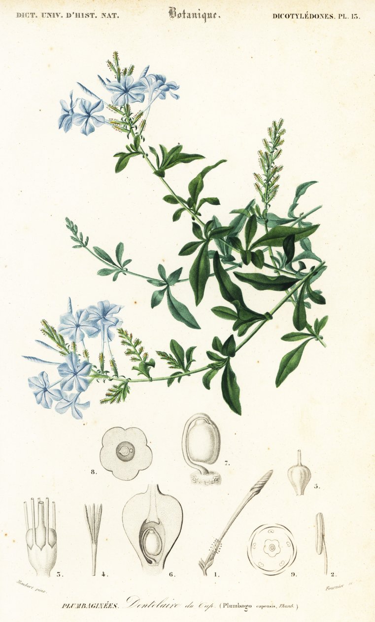 Cape Leadwort, Plumbago auriculata (engraving) by Louis Joseph Edouard Maubert