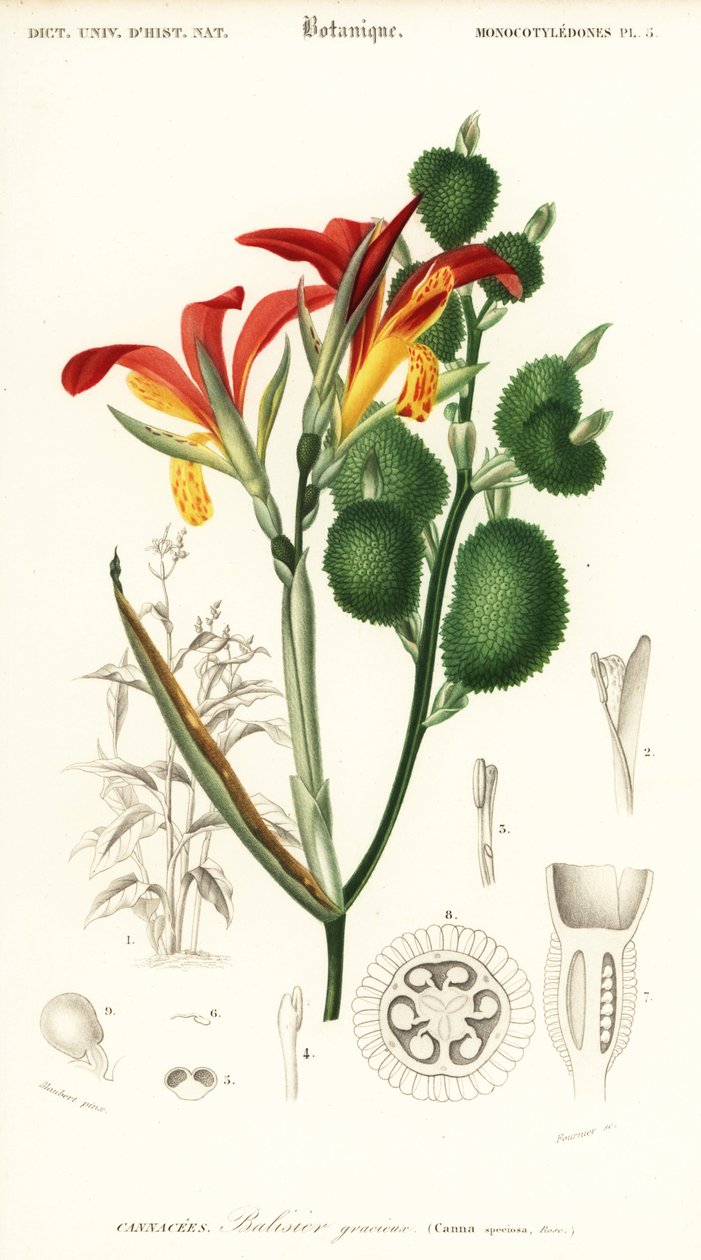 Indian Shot, Canna indica (engraving) by Louis Joseph Edouard Maubert