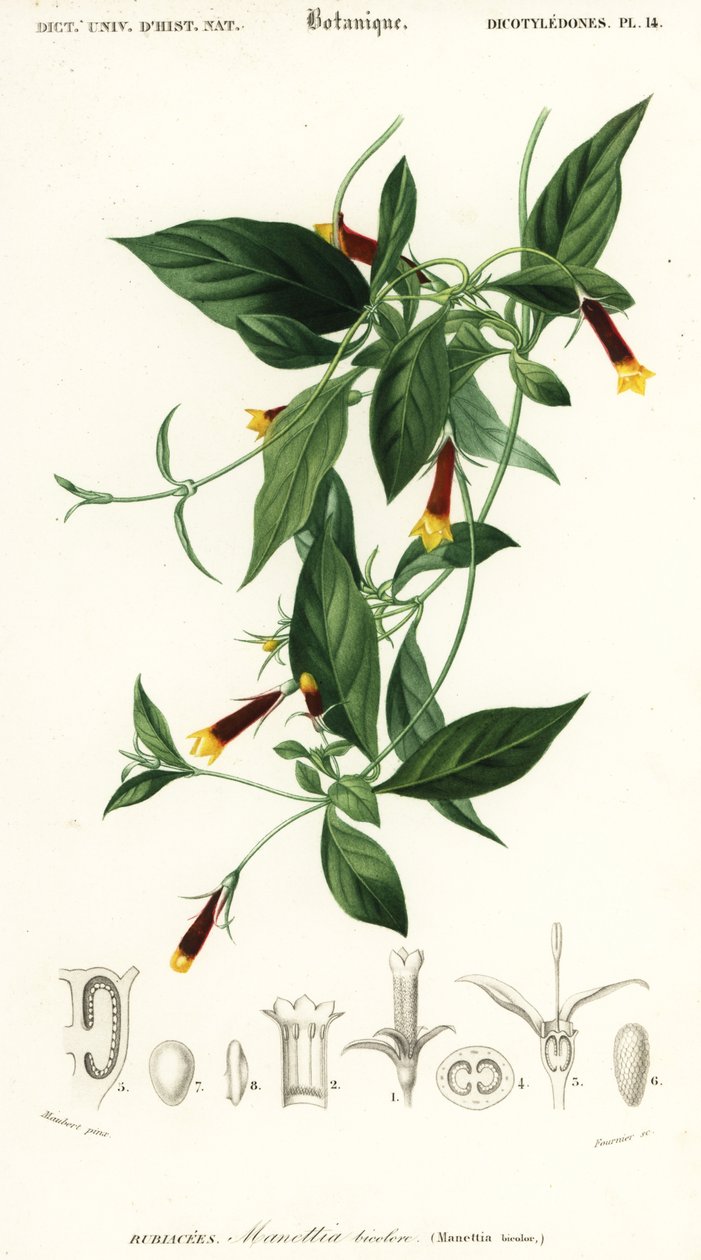 Manettia Luteorubra by Louis Joseph Edouard Maubert