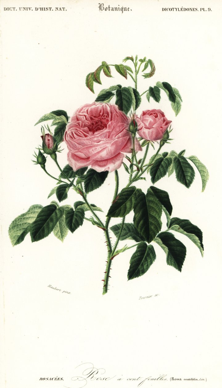 Provence Rose, Rosa x centifolia (engraving) by Louis Joseph Edouard Maubert