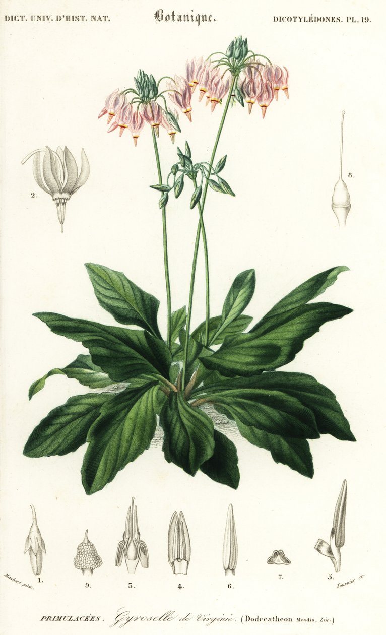 Shooting Star or Eastern Shooting Star, Dodecatheon meadia by Louis Joseph Edouard Maubert