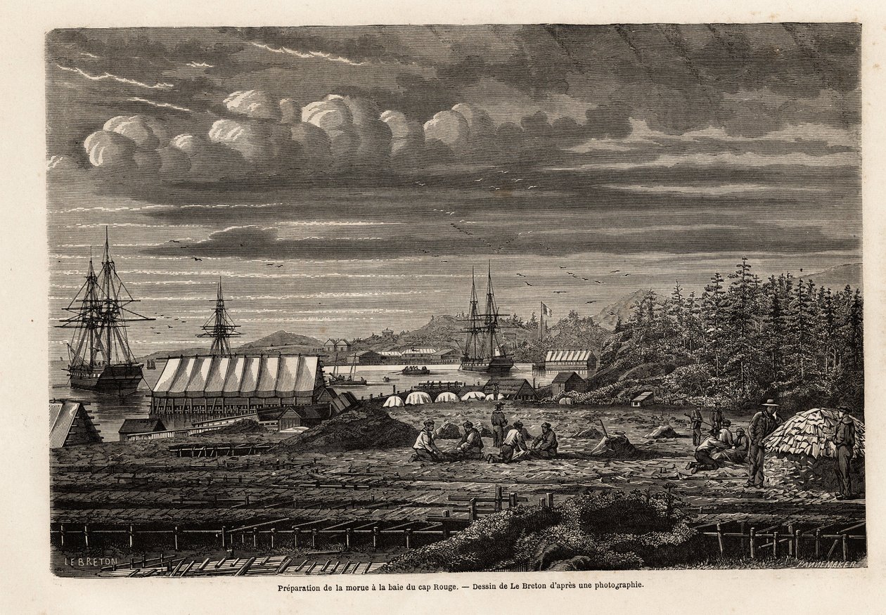 Preparation of cod at the bay of Cap Rouge