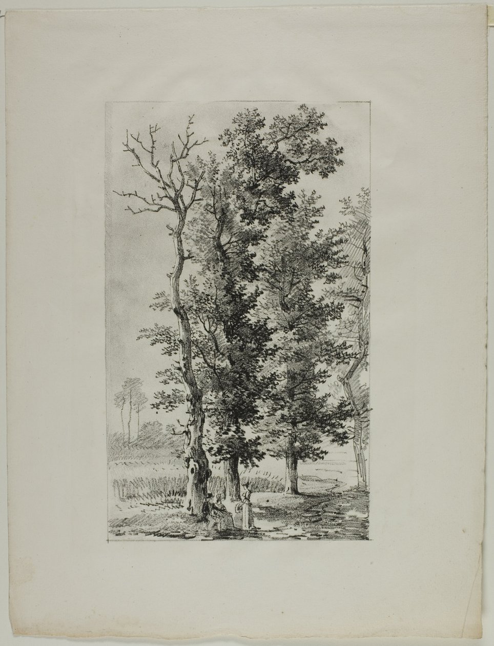 Study of Trees by Louis Pierre Baltard