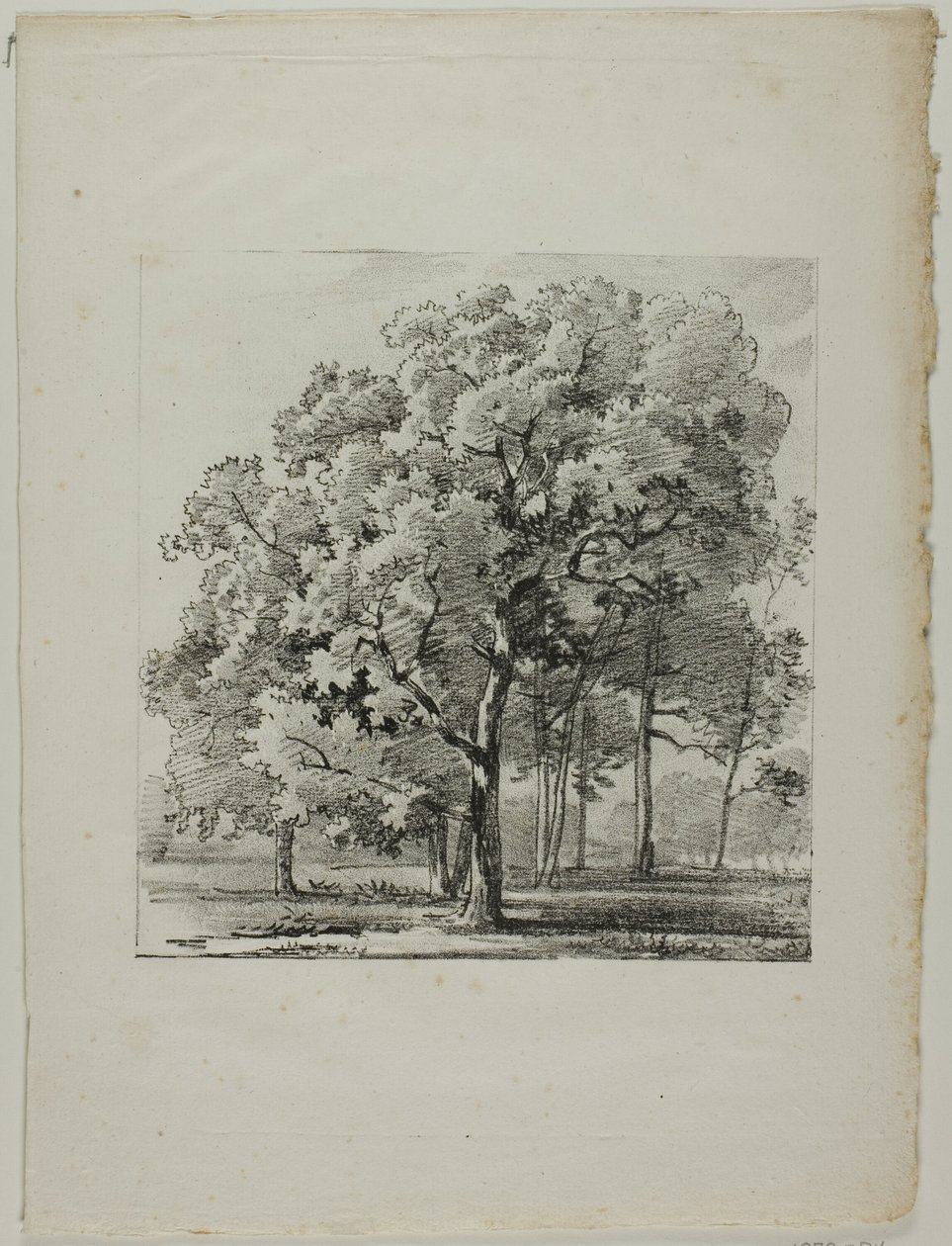 Study of Trees by Louis Pierre Baltard