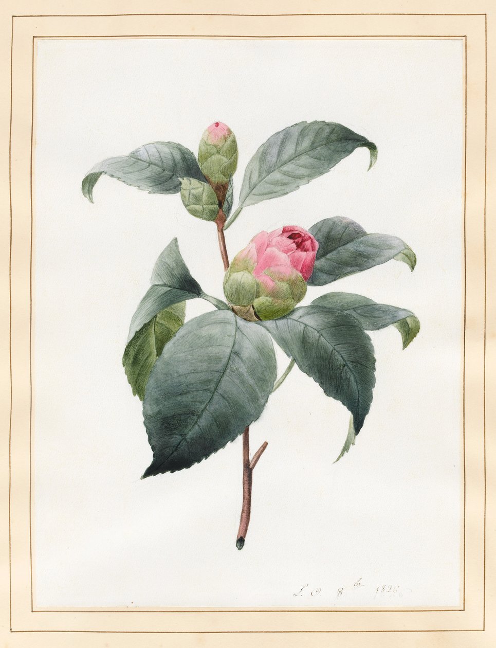 Camellia, 1826 by Louise DOrleans
