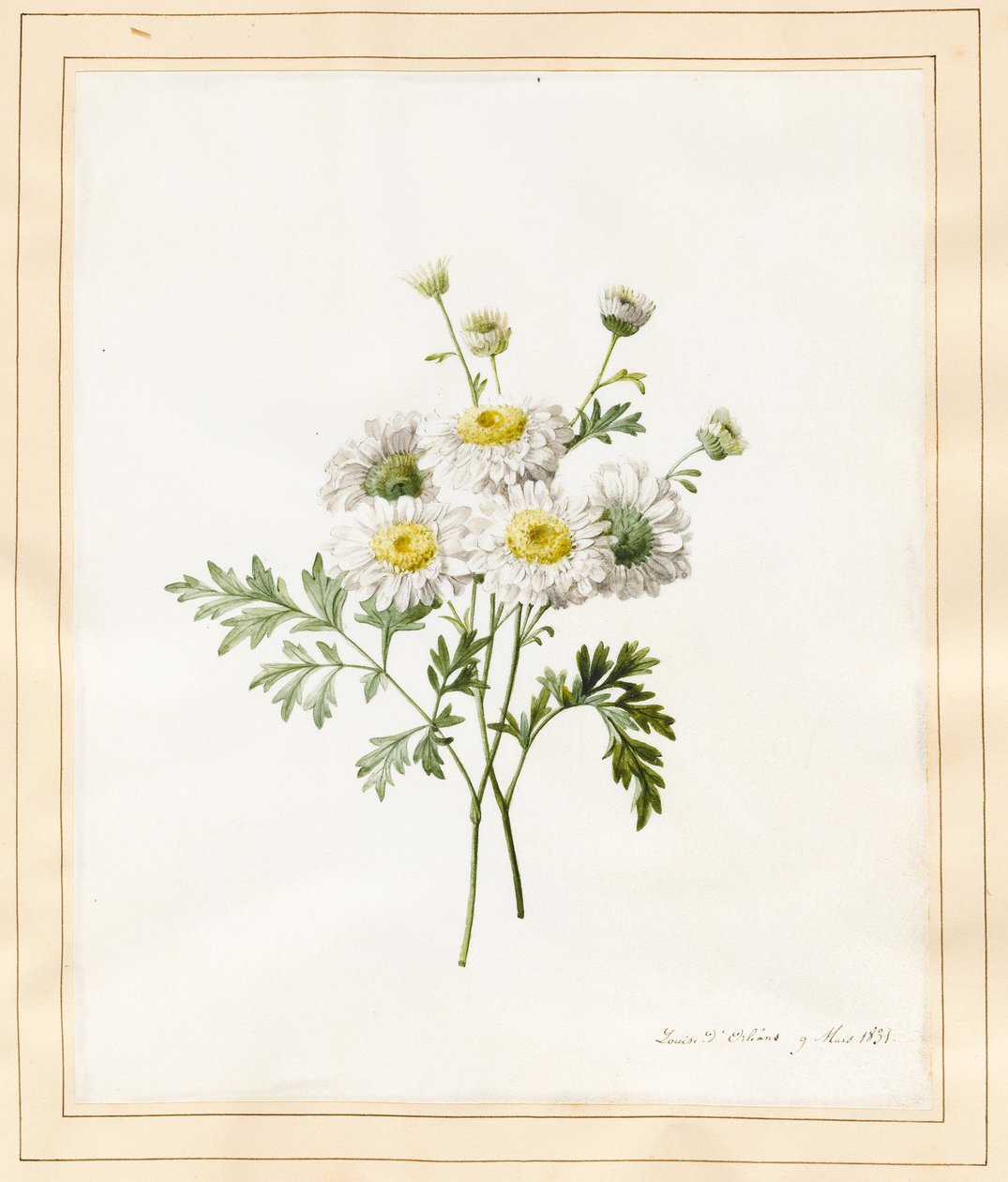 Chrysanthemum Parthenium (Batchelors Buttons), 1831 by Louise DOrleans