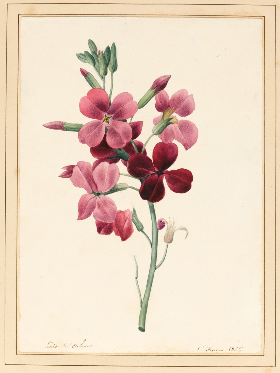 Matthiola, Stock, 1826 by Louise DOrleans