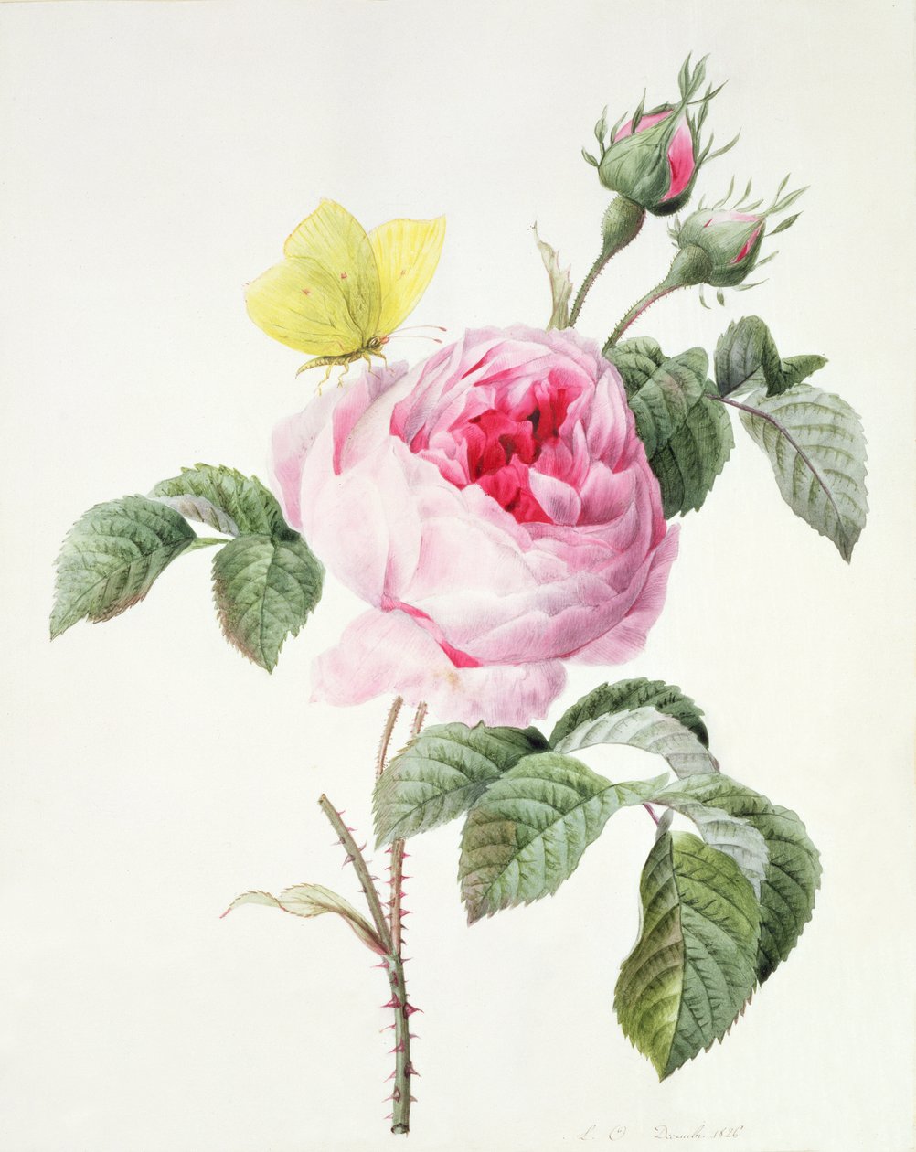 Pink rose with buds and a brimstone butterfly by Louise DOrleans