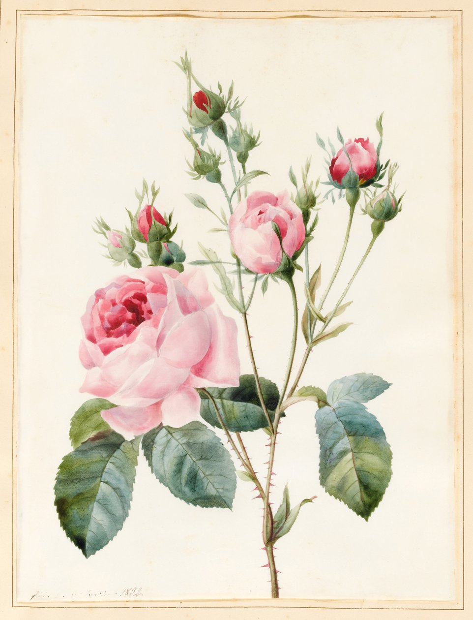Pink Rose and Buds by Louise DOrleans