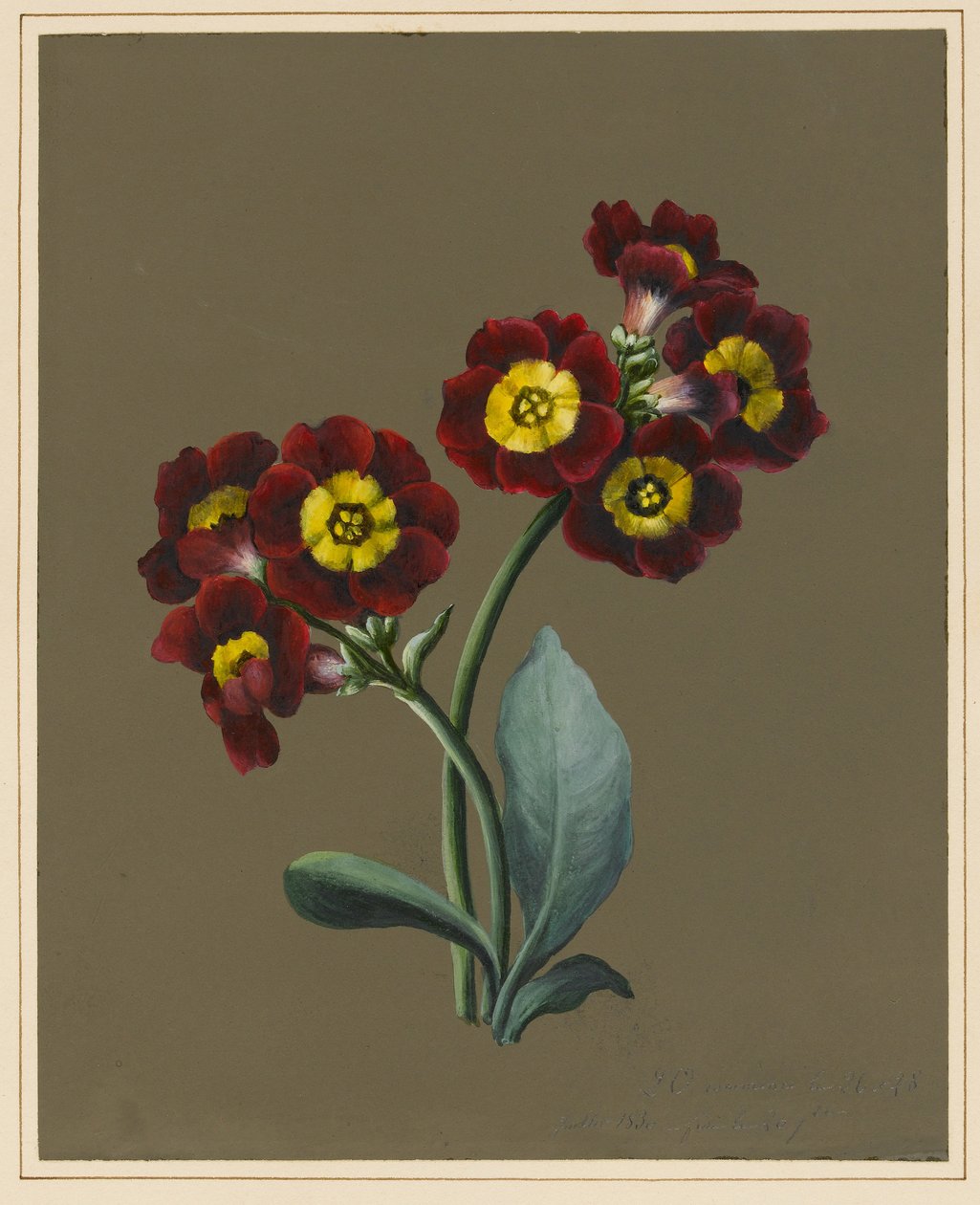 Red Primula Auricula, 1830 by Louise DOrleans