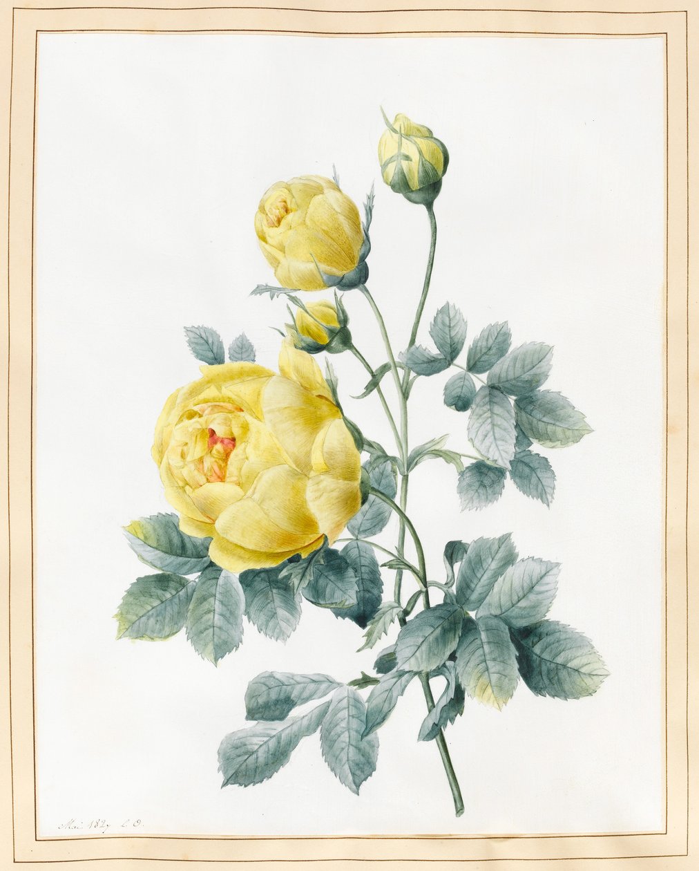 Yellow Roses, 1827 by Louise DOrleans