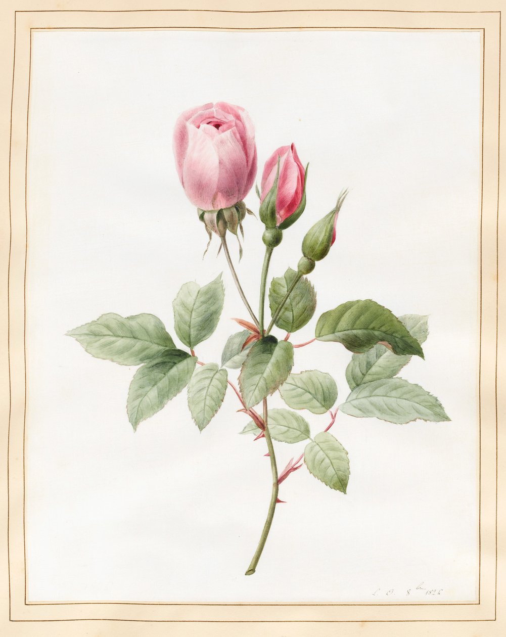 Pink Rose and Buds, 1826 by Louise DOrleans