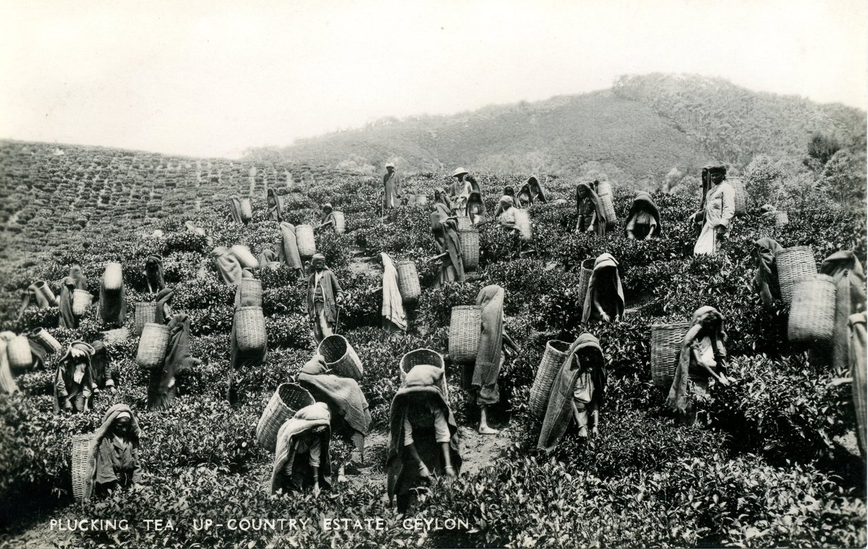 Plucking Tea, Up-Country Estate, Ceylon, c.1900-1930 by Ltd. Ceylon Plâté