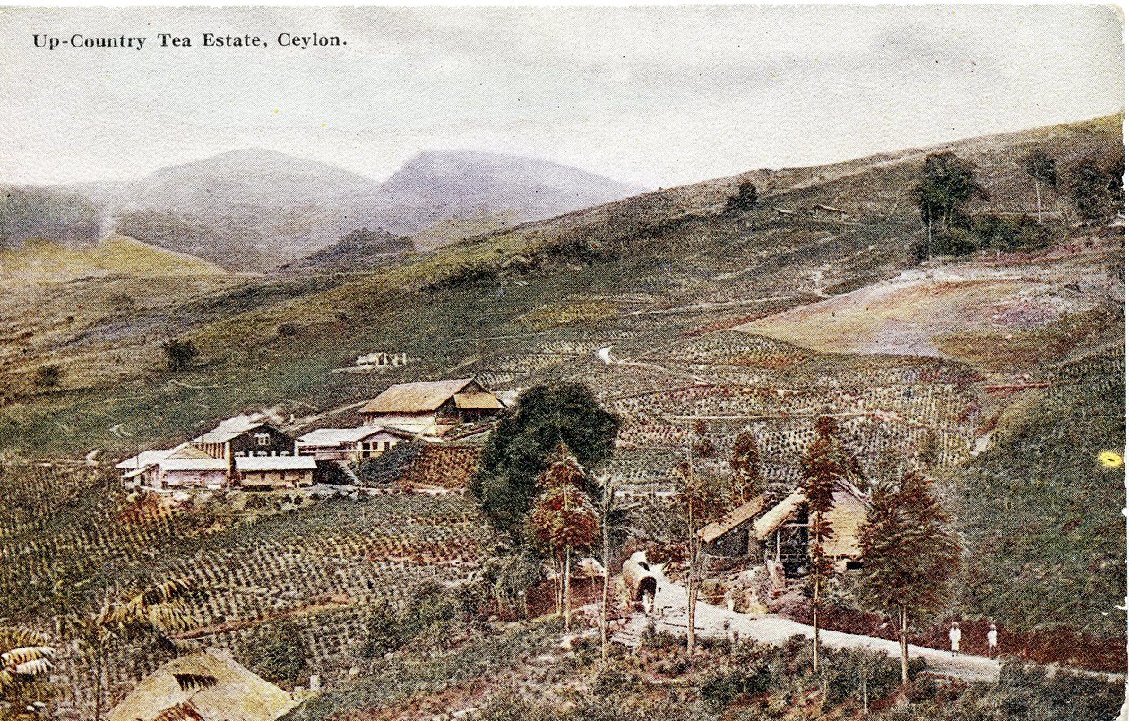 Up-Country Tea Estate, Ceylon, c.1900-20 by Ltd. Ceylon Plâté