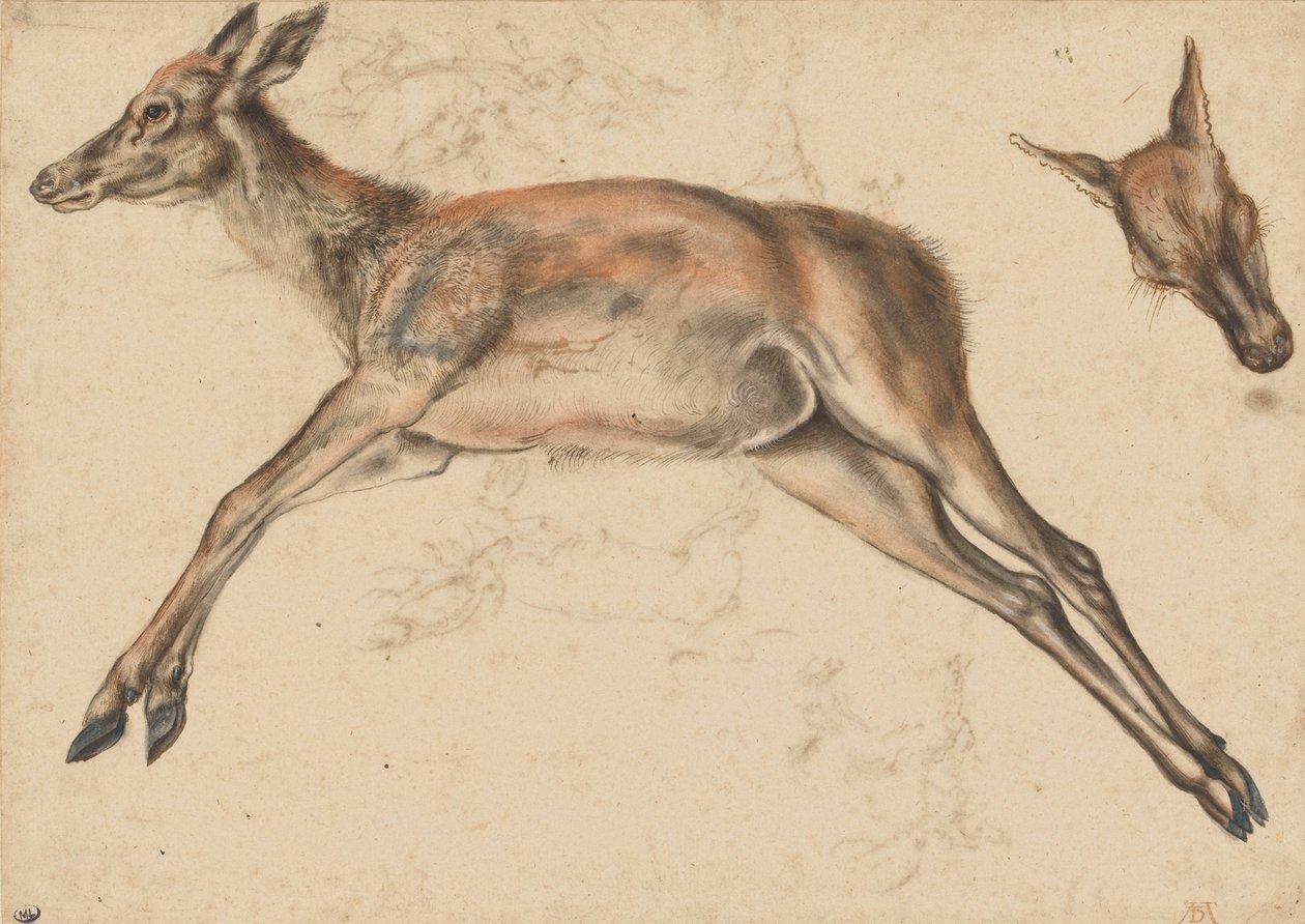 Dead Hind, the Four Limbs Extended, and Hind