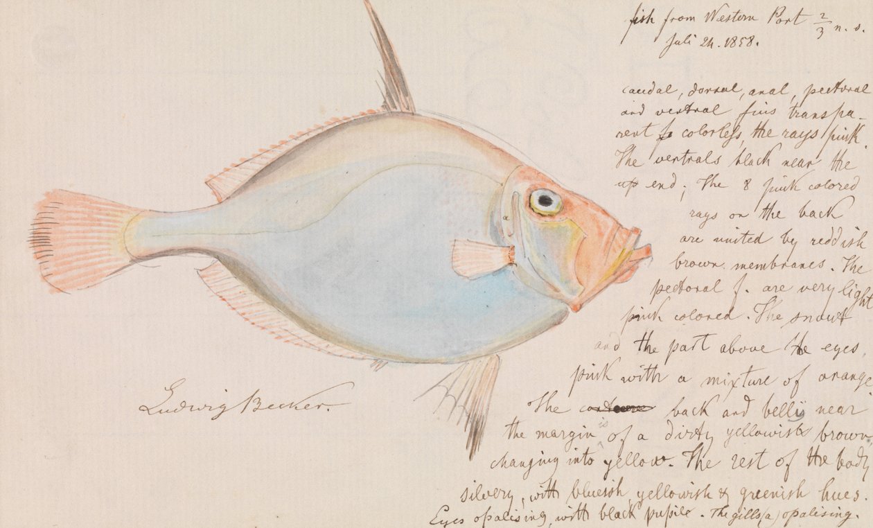 Silver Dory, Cyttus australis by Ludwig Becker