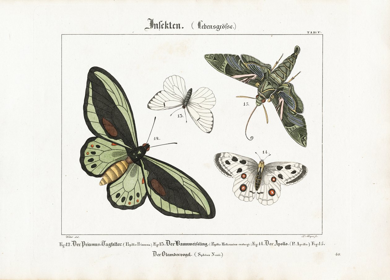 Butterflies and the Oleander Hawk-moth by Ludwig Meyer