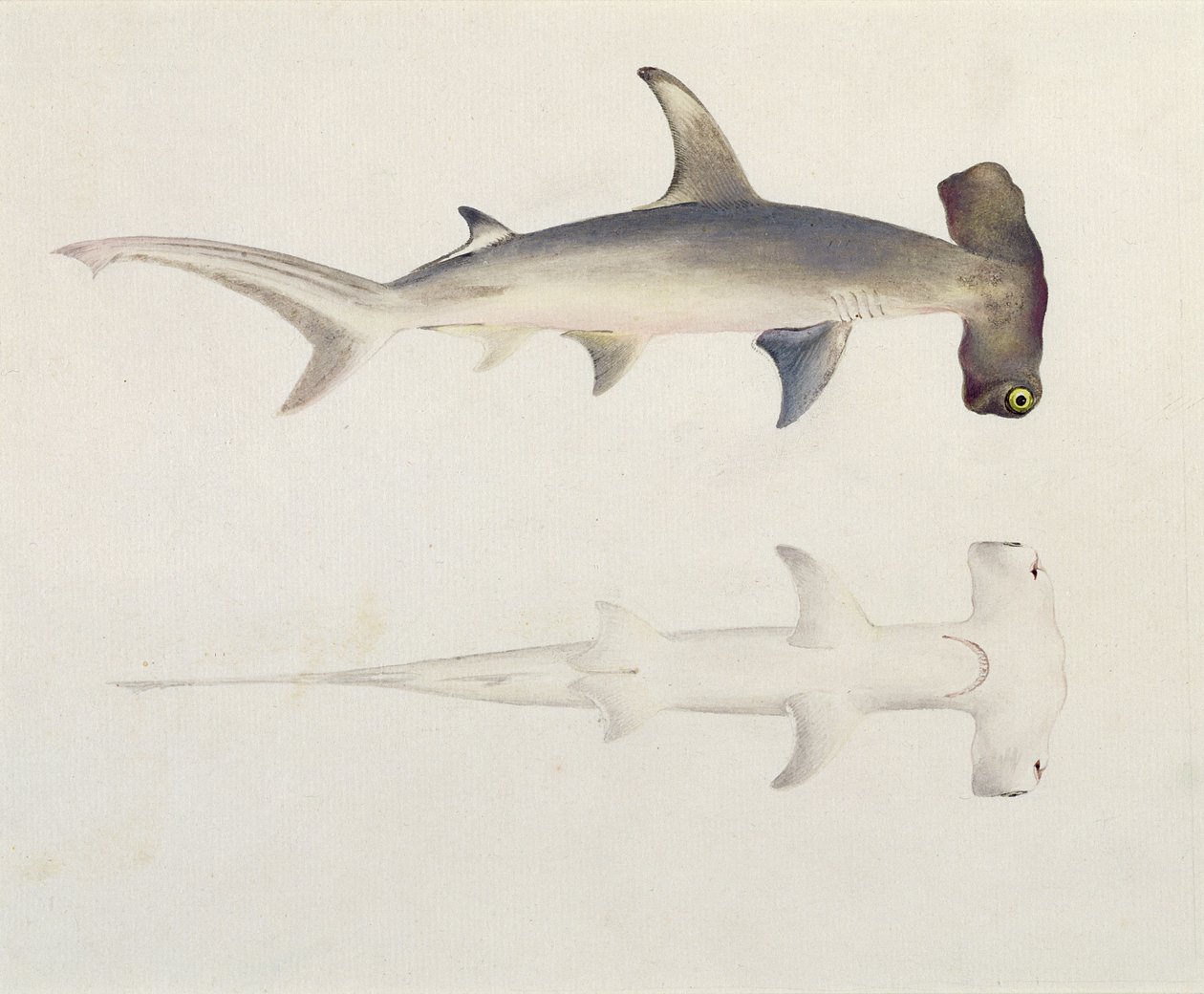 A Hammer-headed Shark, Loheia by Luigi Balugani