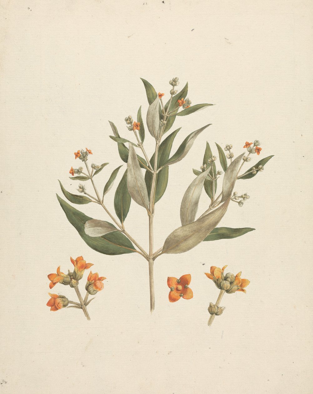 Avicennia marina (Forssk.) Vierh. (White Mangrove): finished drawing of flowering shoot with details of flowers by Luigi Balugani