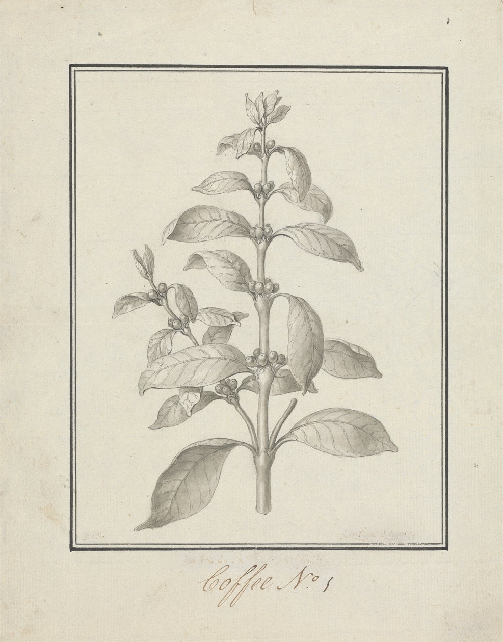 Coffea arabica L. (Arabica Coffee): Finished Drawing of Leafy Shoot and Berries by Luigi Balugani