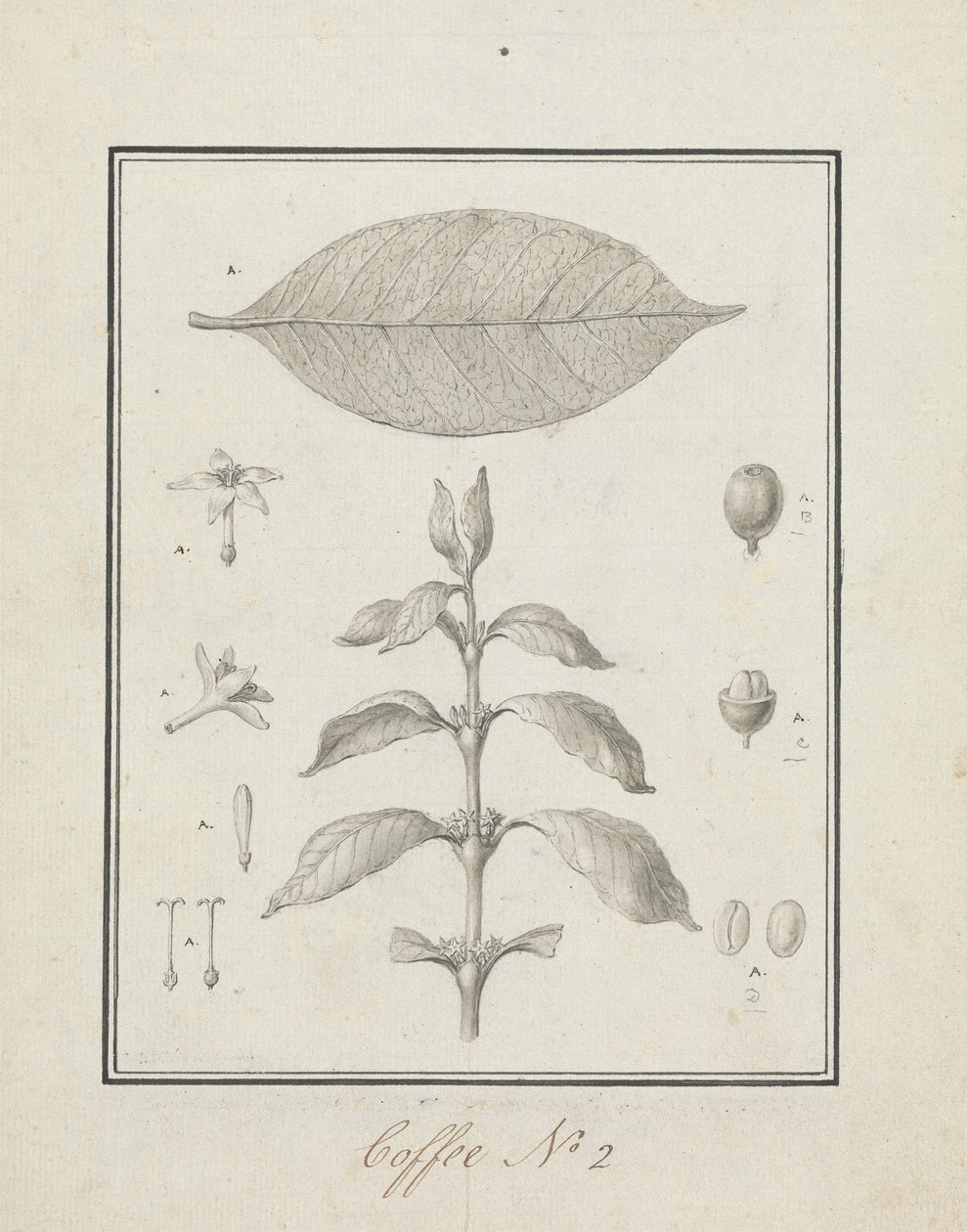 Coffea arabica L. (Arabica Coffee): finished drawing of leafy shoot, with details of flowers, leaf, and fruits by Luigi Balugani