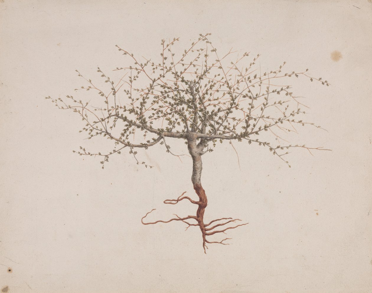 Commiphora gileadensis (L.) C. Chr. (Balm of Gilead, Opobalsam): finished drawing of tree