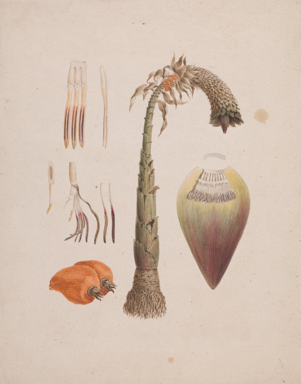 Ensete ventricosum (Welw.) Cheesman (African Wild Banana): finished drawing by Luigi Balugani